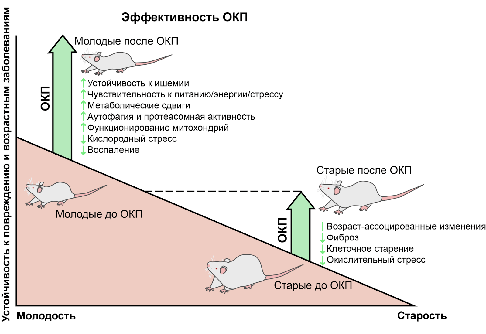 Постепенное снижение защитного действия ОКП в зависимости от степени повреждения и возраста