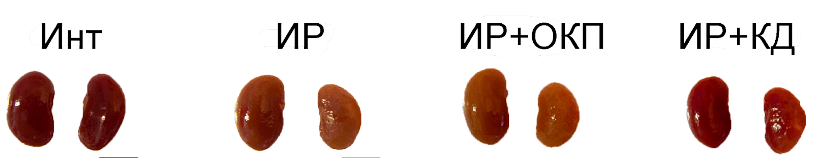 Вид почек мышей без операции (Инт), после операции (ИР), после операции с последующим ОКП (ИР+ОКП) и операцией с последующей кетогенной диетой (ИР+КД)