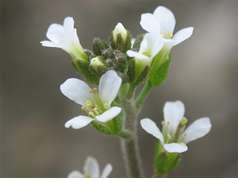 Резуховидка Таля (Arabidopsis thaliana)