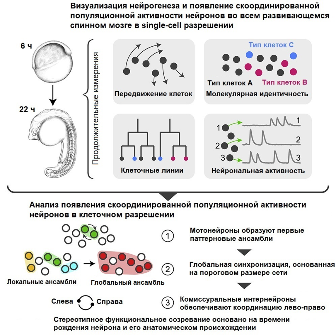 Реконструкции развития и созревания эмбрионального спинного мозга на уровне отдельных клеток
