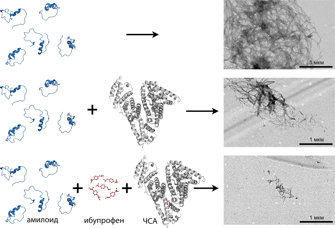 Влияние альбумина (ЧСА) и ибупрофена на фибриллообразование бета-амилоидного пептида