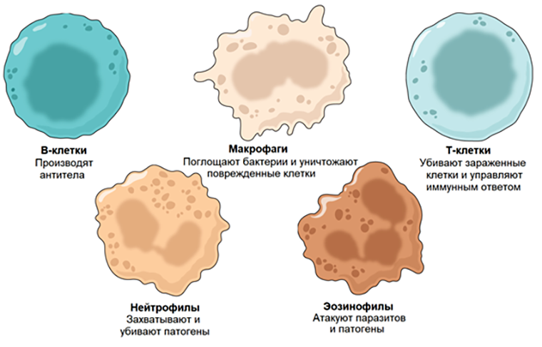 Иммунные клетки выполняют множество функций, и их каталогизация способна помочь исследователям получить представление о состоянии иммунной системы