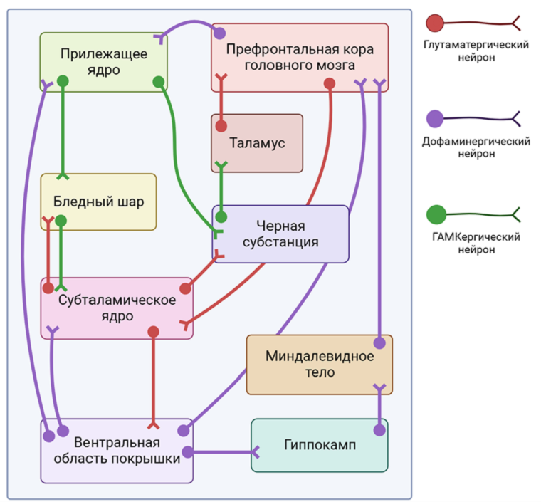 Схема мезолимбического дофаминергического пути