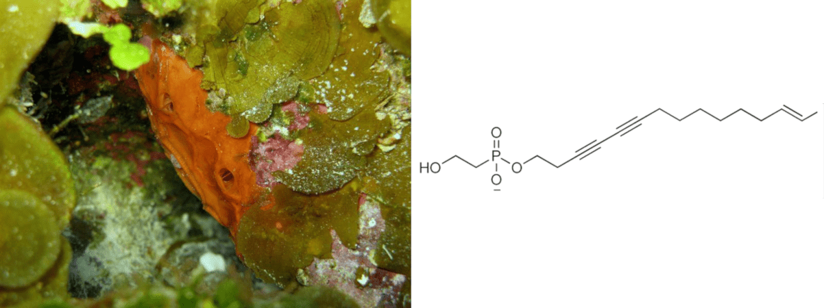 Губка Placospongia sp. — родственница продуцента фосфойодина