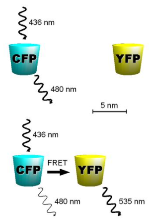 Принцип метода FRET