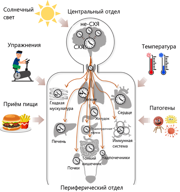 Работа циркадной системы