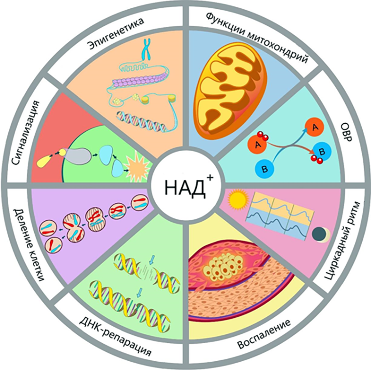 Основные функции НАД+