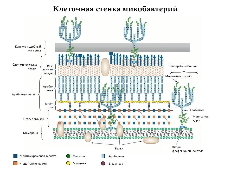 Клеточная стенка микобактерий