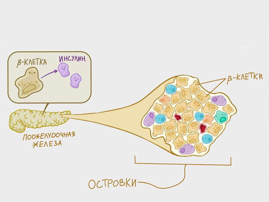 В поджелудочной железе есть эндокринная часть, которая представлена отдельными островками