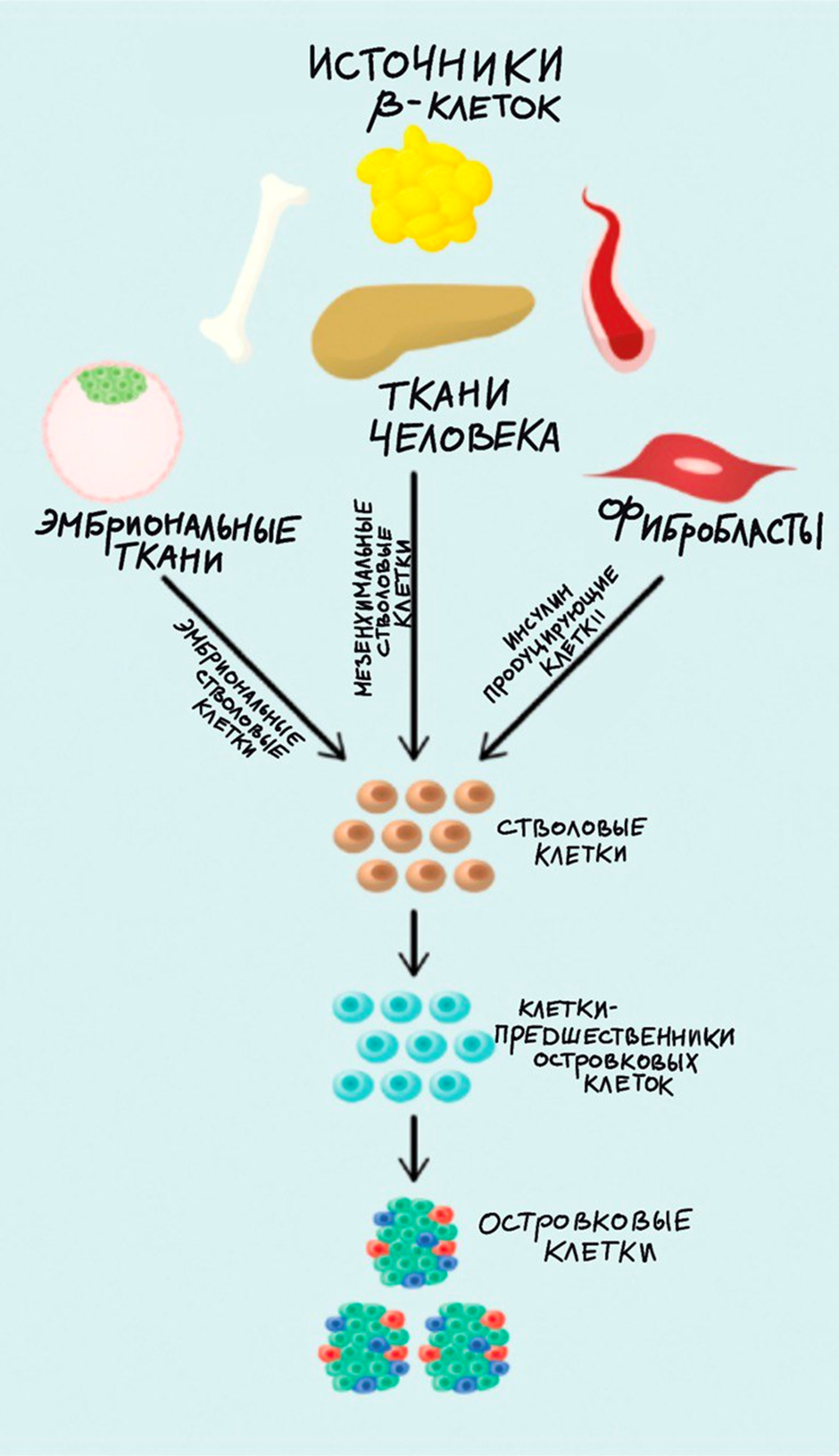 Потенциальные источники островковых клеток