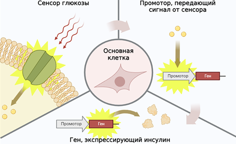 Базовые элементы искусственной клетки для борьбы с нехваткой инсулина