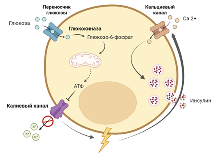 Cхема выброса секреторных гранул инсулина