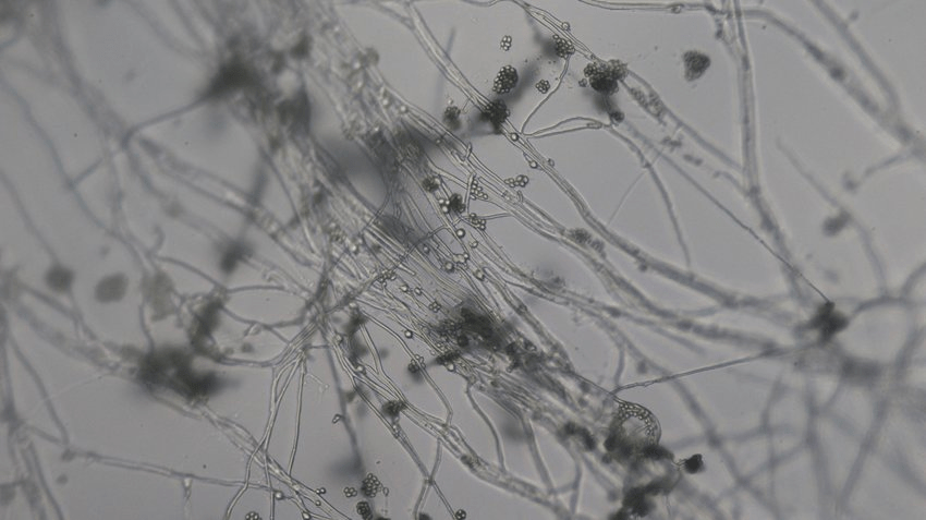 Trichoderma reesei