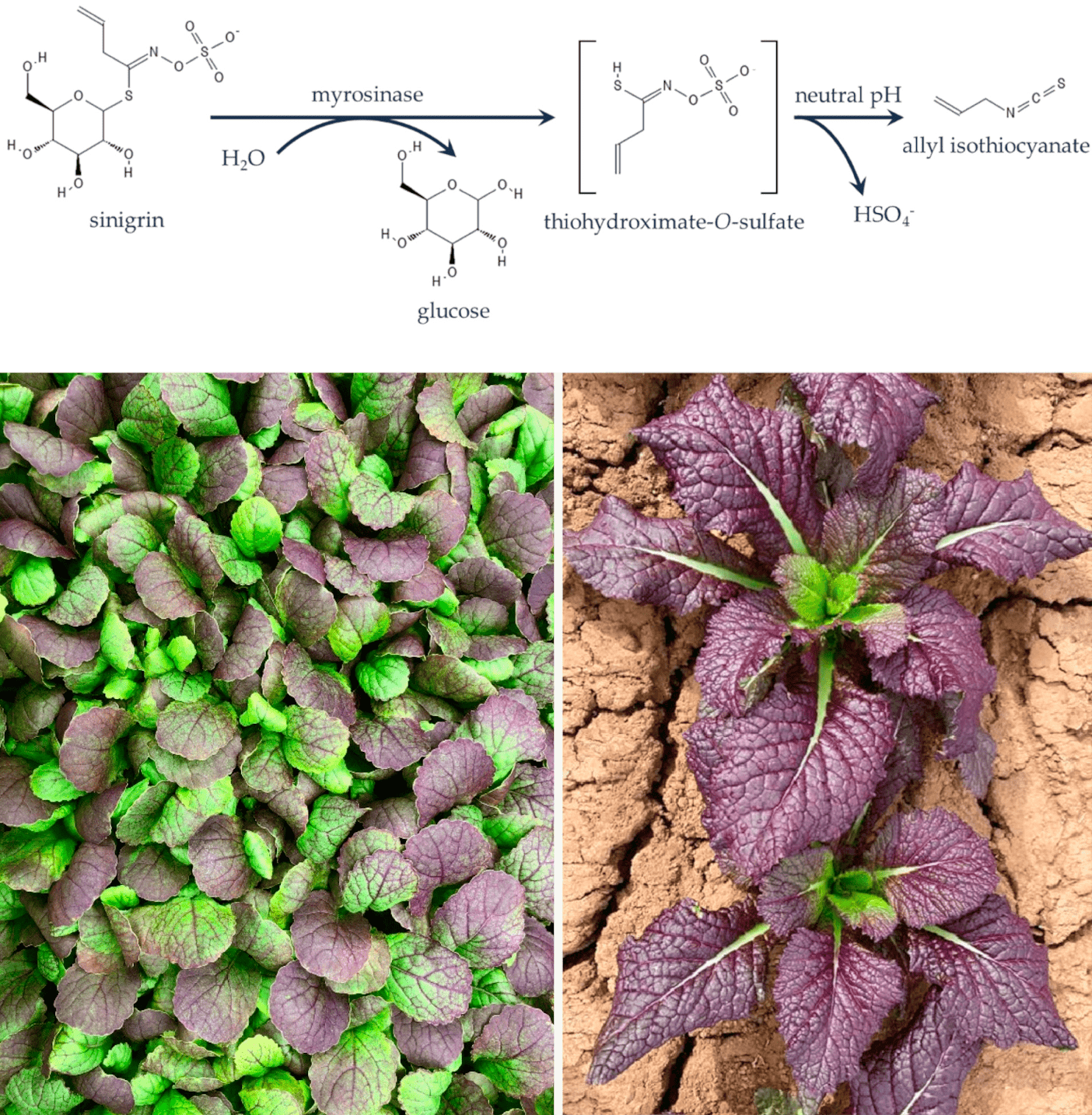 Реакция «горчичной бомбы» и горчица Brassica juncea cv. Red Giant