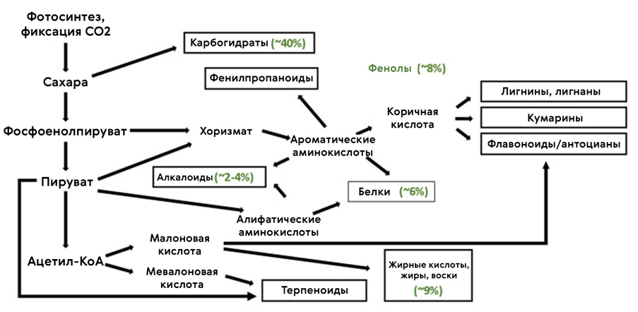 Первичные и вторичные метаболиты табака