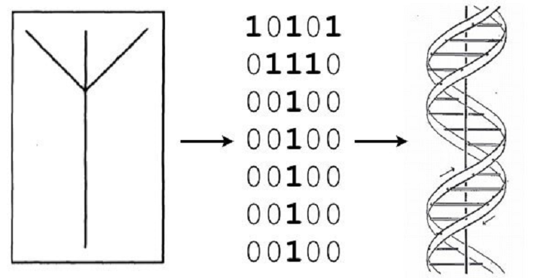 Схема преобразования древней германской руны в код ДНК био-арт художником Джо Дэвисом