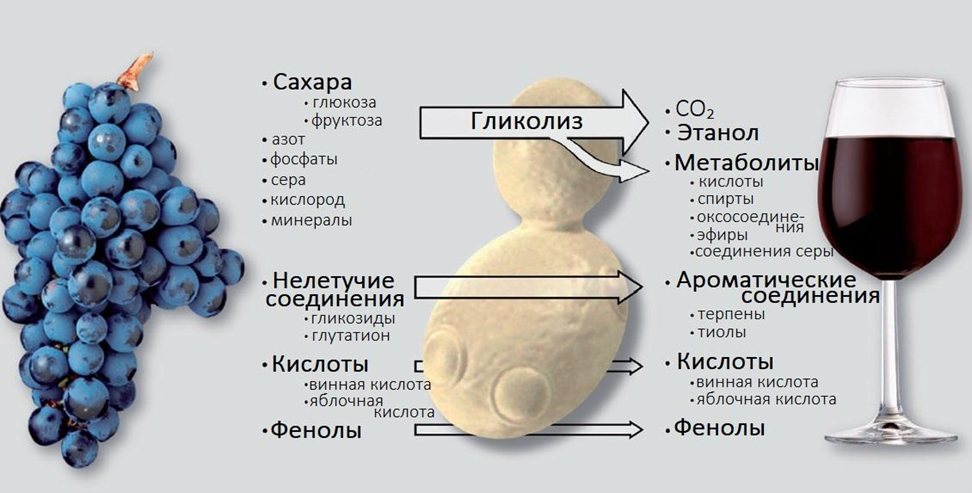 Самый главный винодел — дрожжи S. vini, которые синтезируют или модифицируют большое количество соединений, придающих уникальные качество и вкус вину