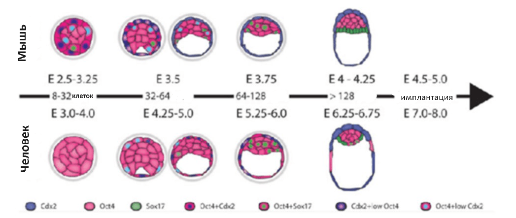 Ориентиры развития эмбрионов человека и мыши
