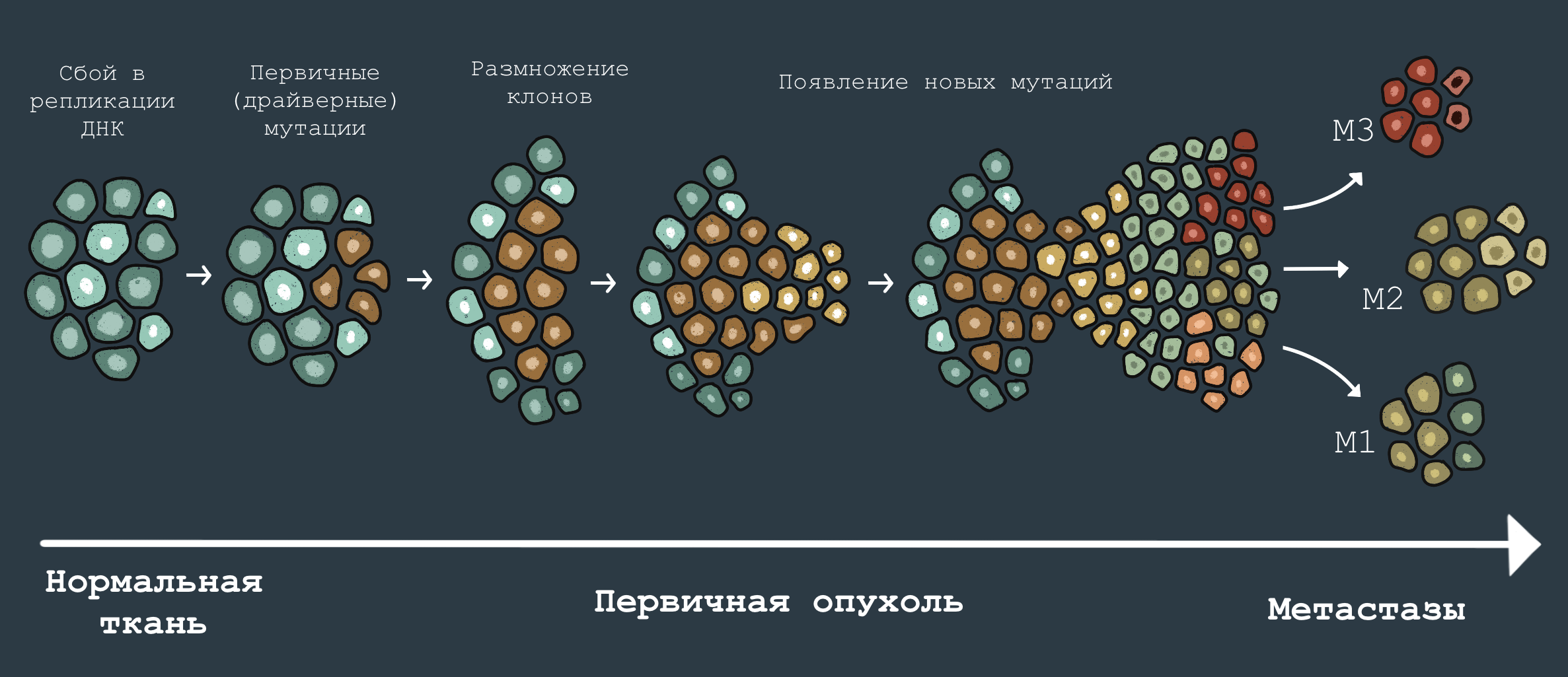 Эволюция раковой опухоли