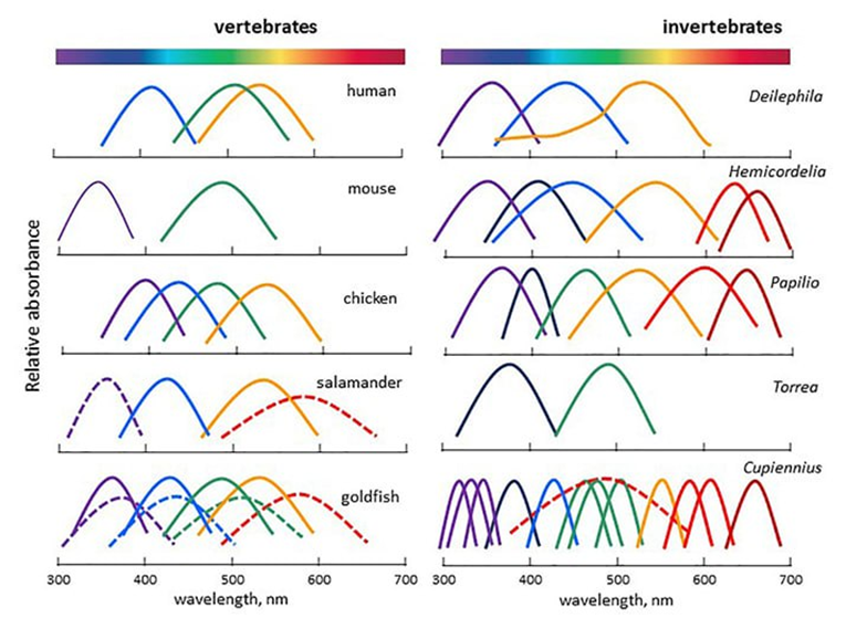 Спектральная чувствительность некоторых позвоночных и беспозвоночных
