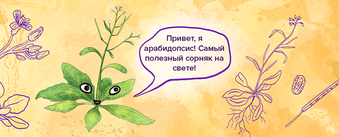 Arabidopsis thaliana — самый полезный сорняк на свете