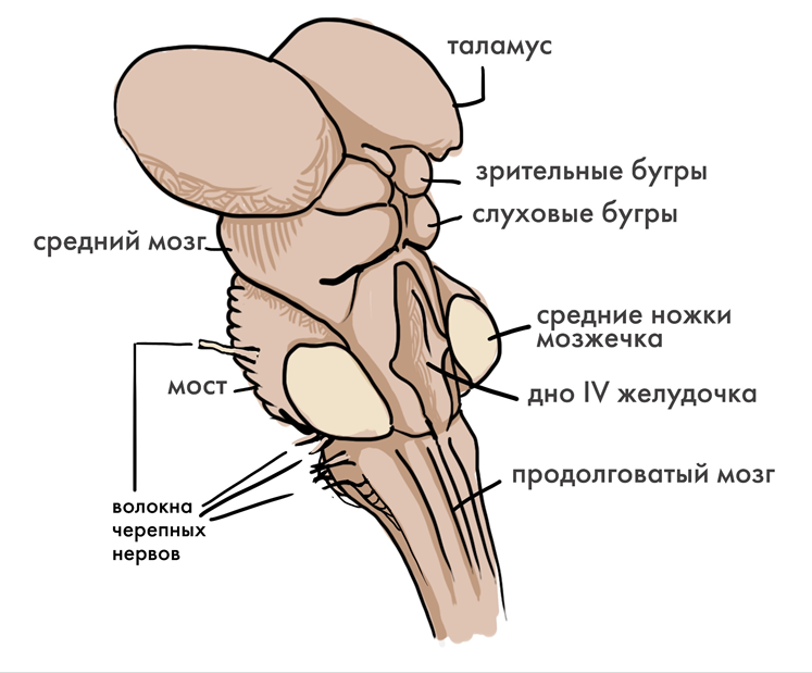 Строение ствола головного мозга