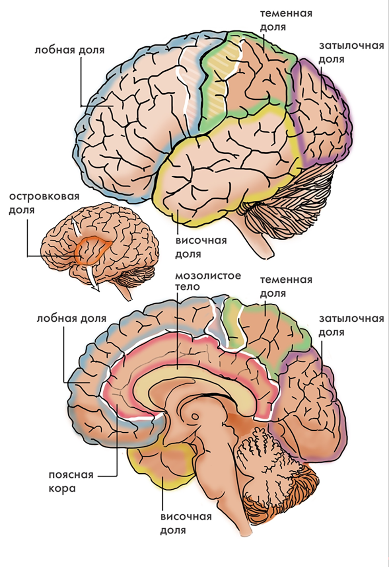 Основные доли в строении коры больших полушарий