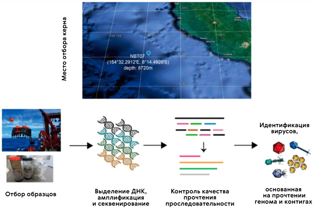 Процесс метагеномного анализа вирусных сообществ на дне Марианской впадины