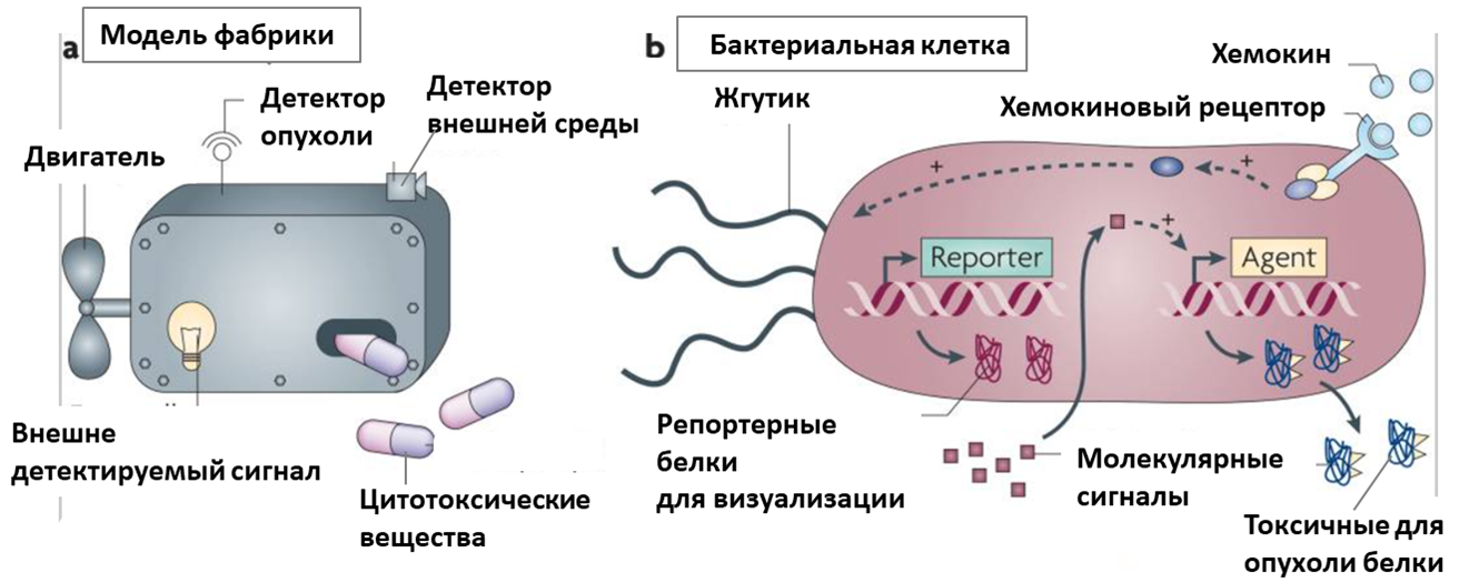 Бактерии как фабрики для лечения рака