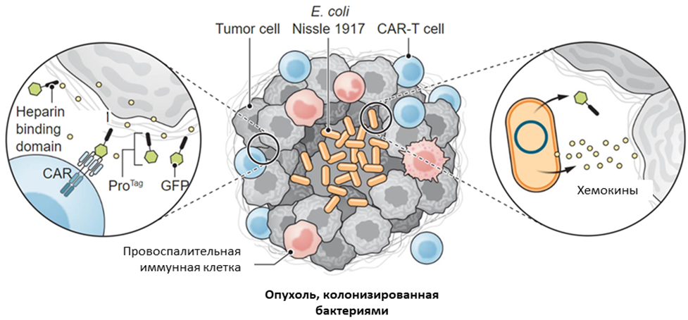 Схема ProCAR