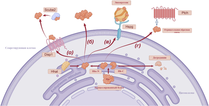 Механизмы высвобождения Hhs-N из секреторных клеток после активации
