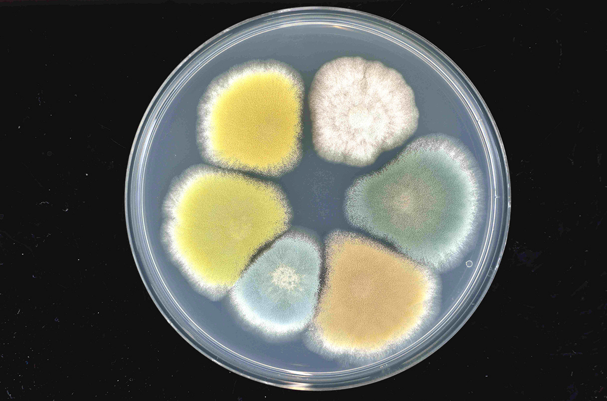 Чашка Петри с «мутантами» грибка Penicillium roqueforti