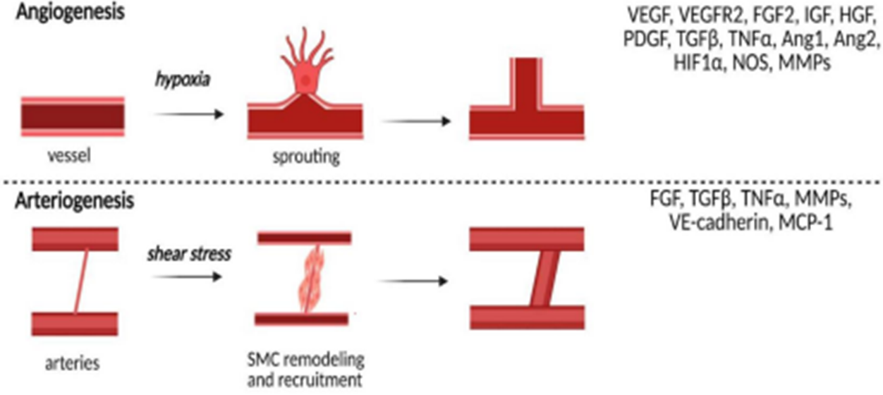Механизмы артериогенеза и ангиогенеза, а также факторы, которые в них задействованы