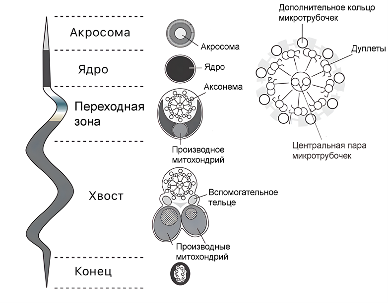 Строение сперматозоида насекомого