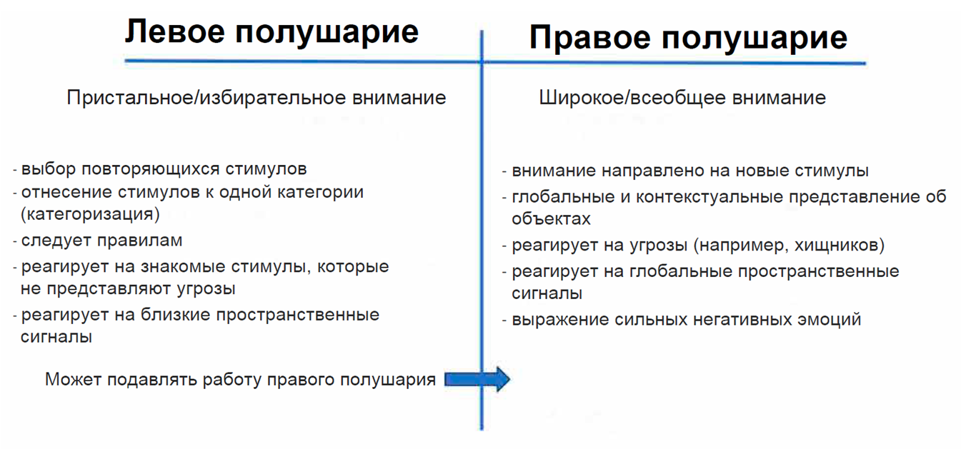 Краткая информация о функциях левого и правого полушарий, полученная при изучении различных видов животных