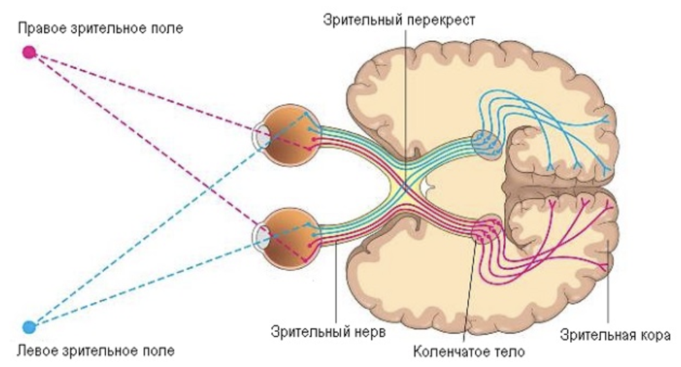 Схема зрительных путей человека