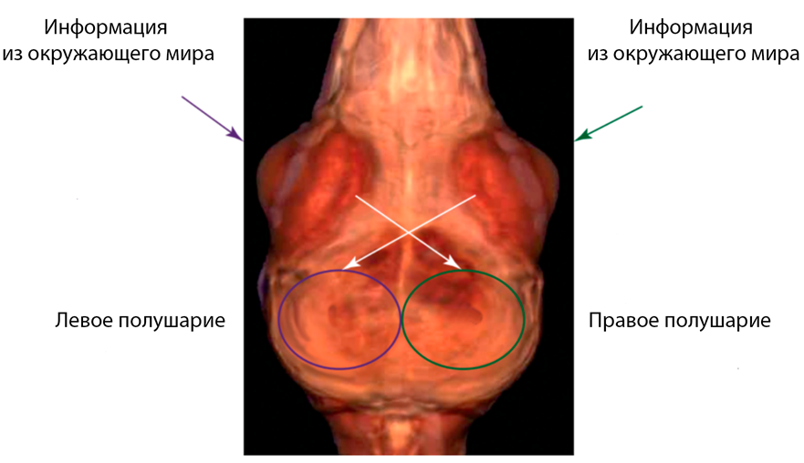 Схема строения зрительной системы птиц