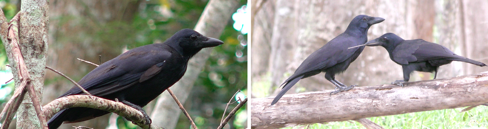 Новокаледонские вороны Corvus moneduloides