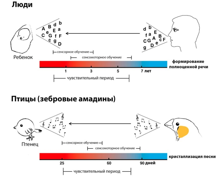 Процесс создания песни у птиц и формирование полноценной речи у людей