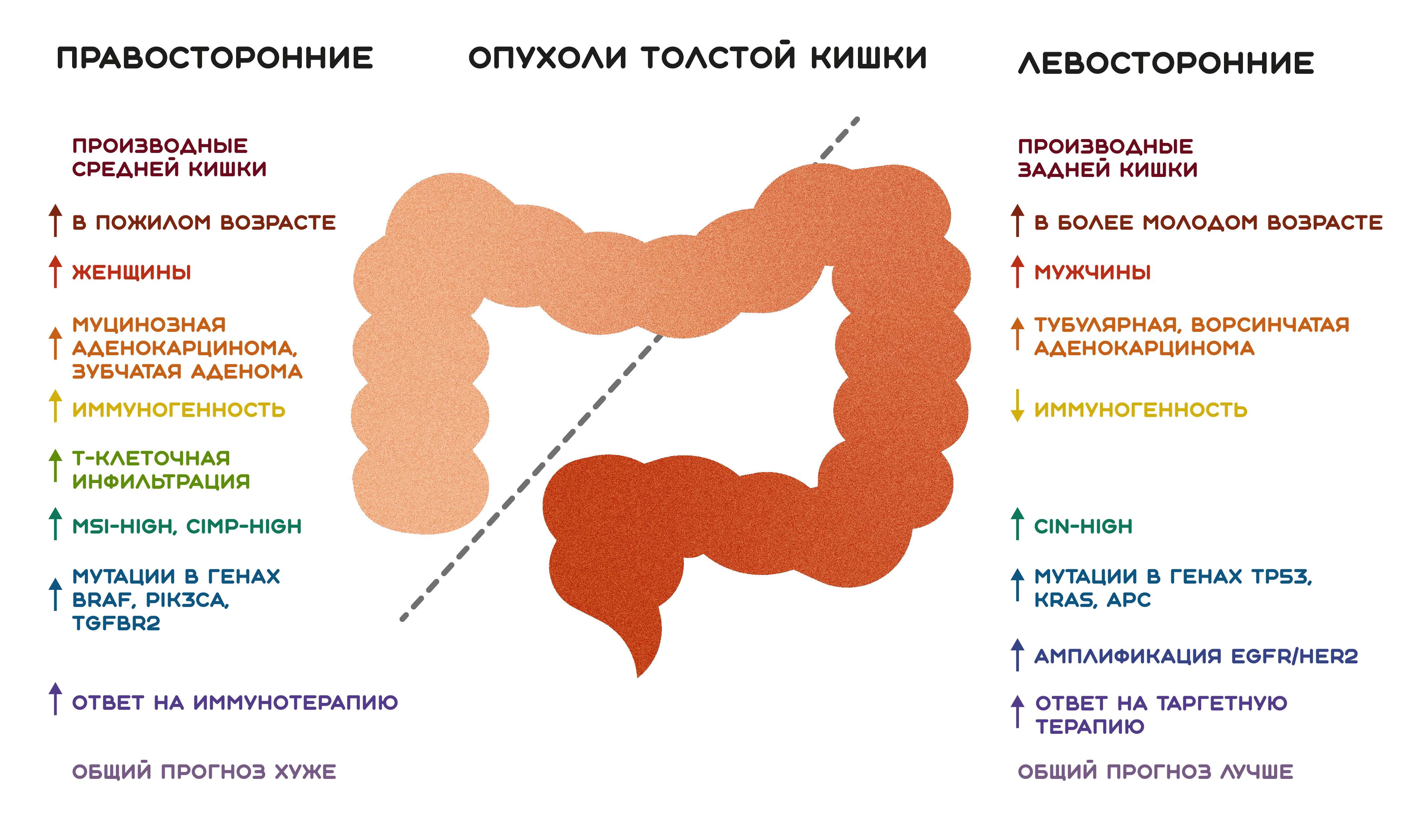 Сравнительная характеристика опухолей толстой кишки, локализованных справа и слева