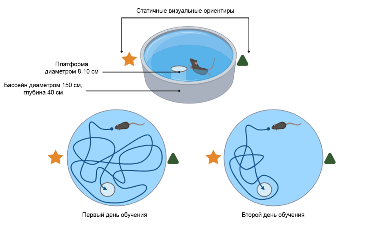 Принцип метода оценки когнитивных функций с помощью водного лабиринта Морриса