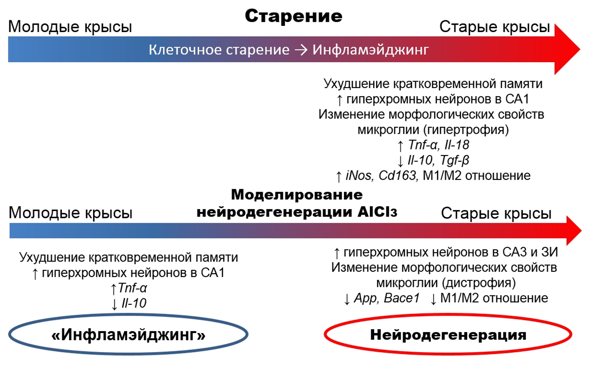 Уровни экспрессии мРНК Арр и Васе