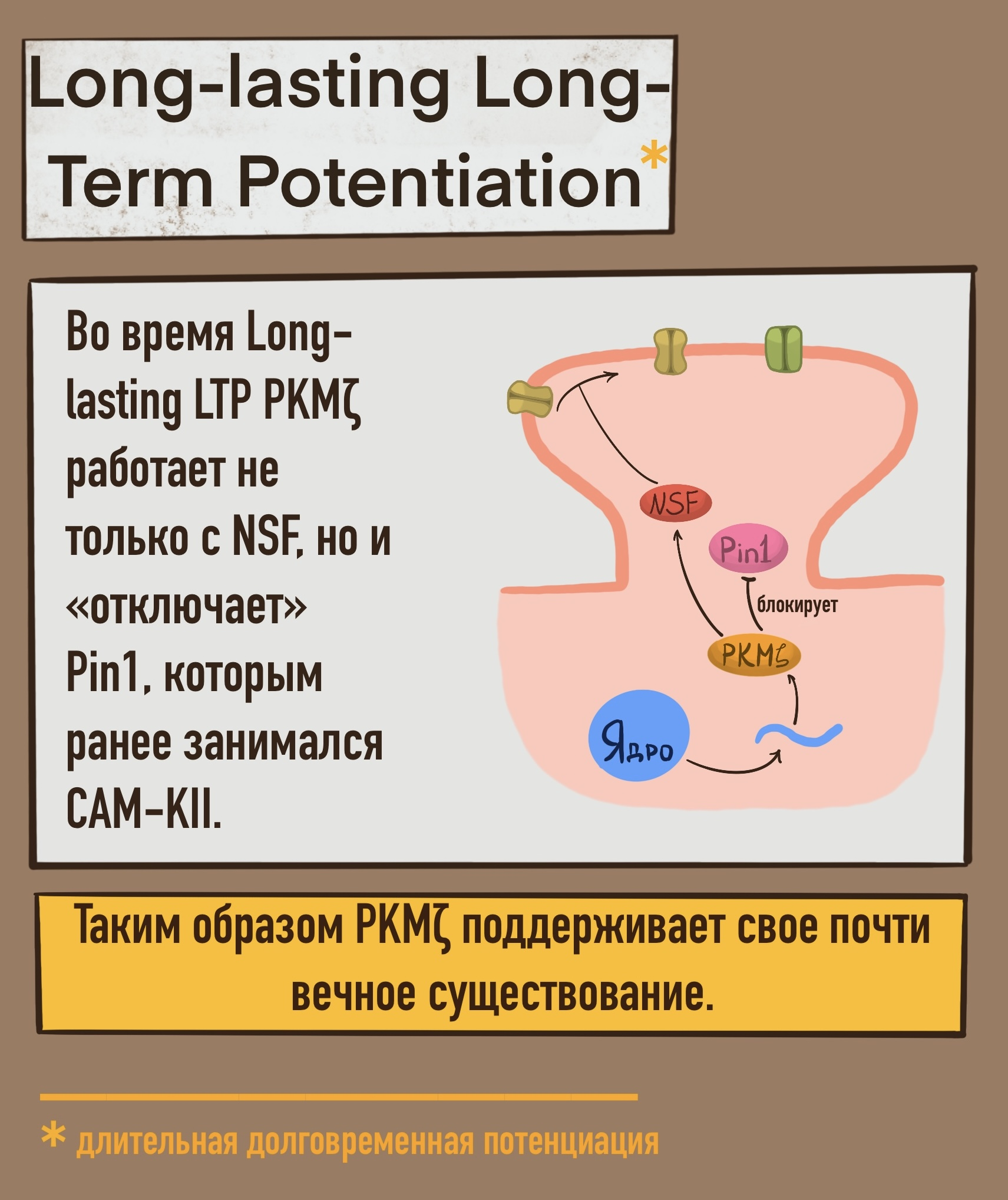 Длительная долговременная потенциация