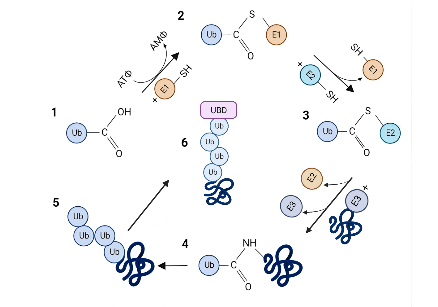 Ферментативный каскад присоединения убиквитина к субстрату