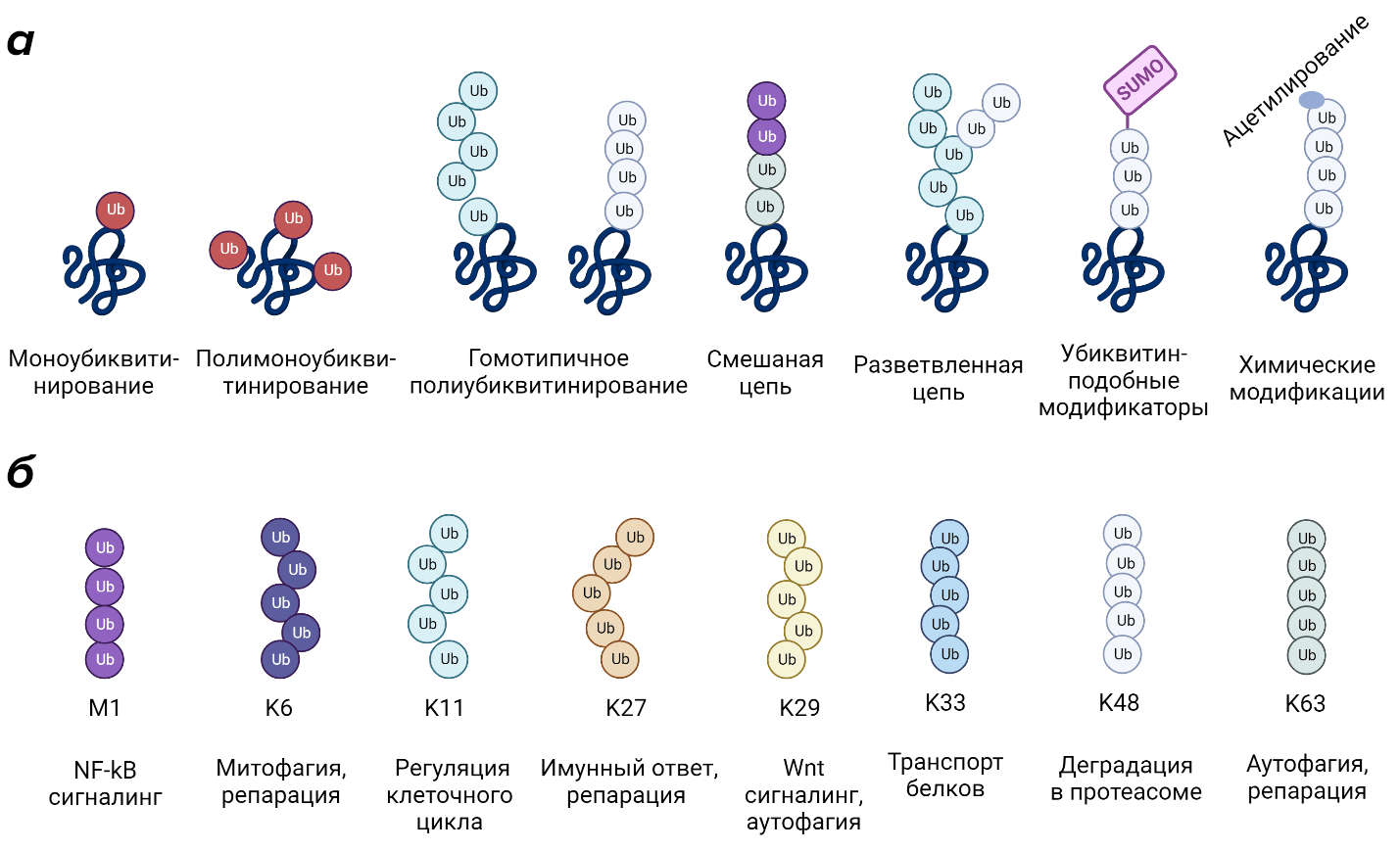 Различные конфигурации убиквитиновых цепей
