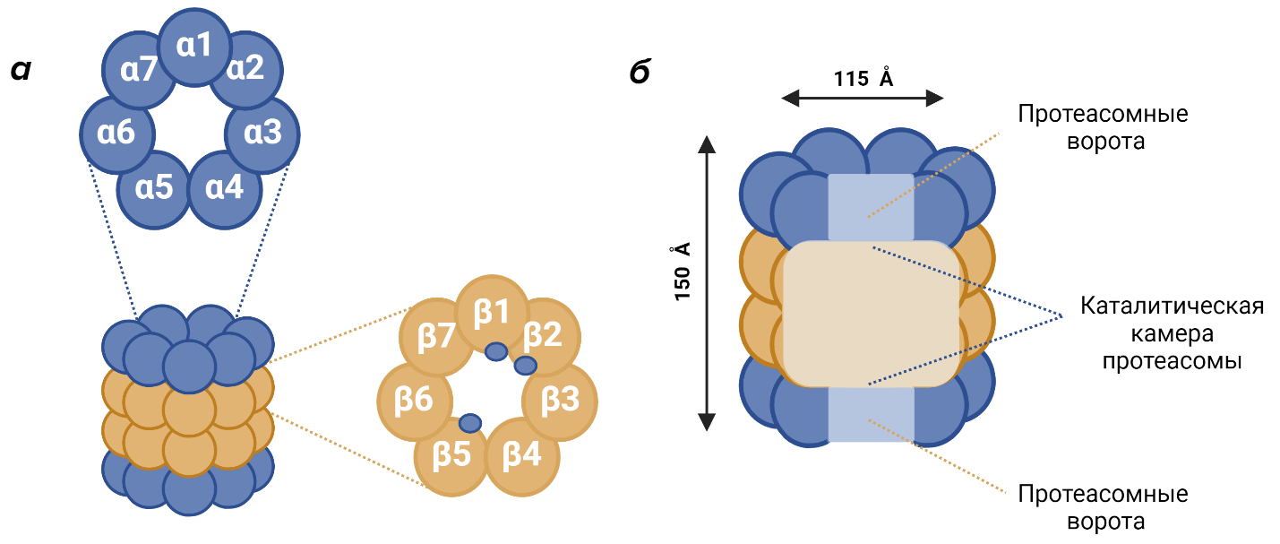 Строение коровой 20S частицы протеасомы эукариот