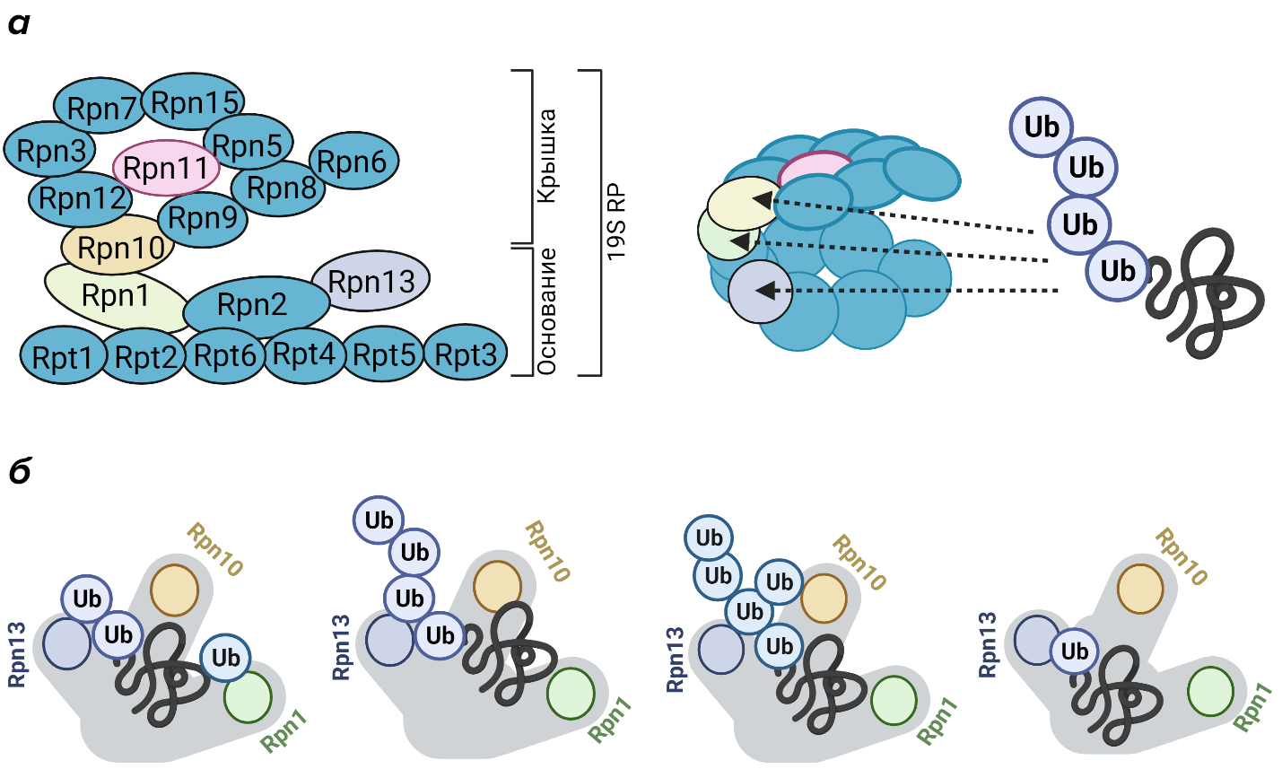 Строение регуляторной частицы протеасомы 19S