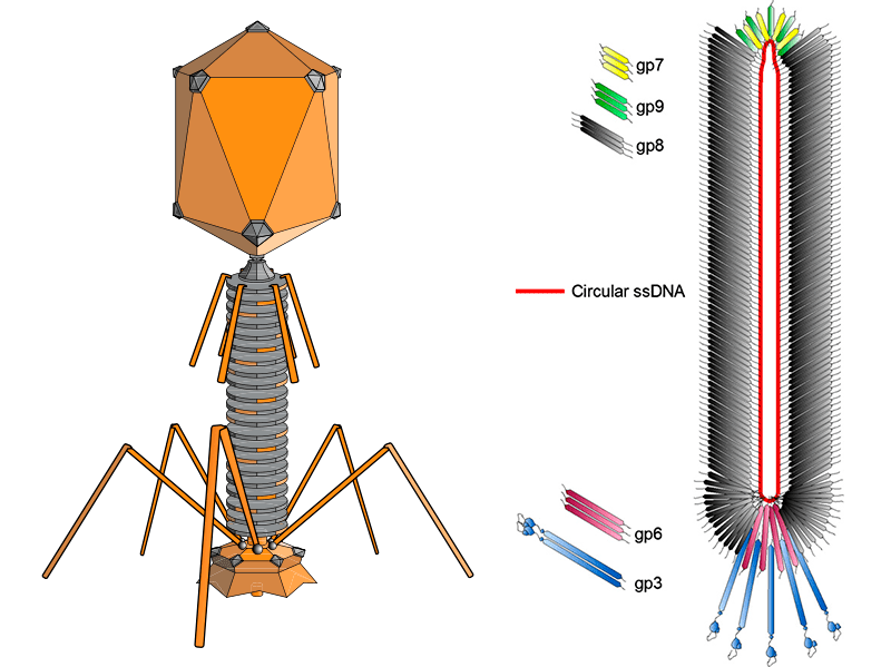 Фаг лямбда и нитчатый фаг M-13