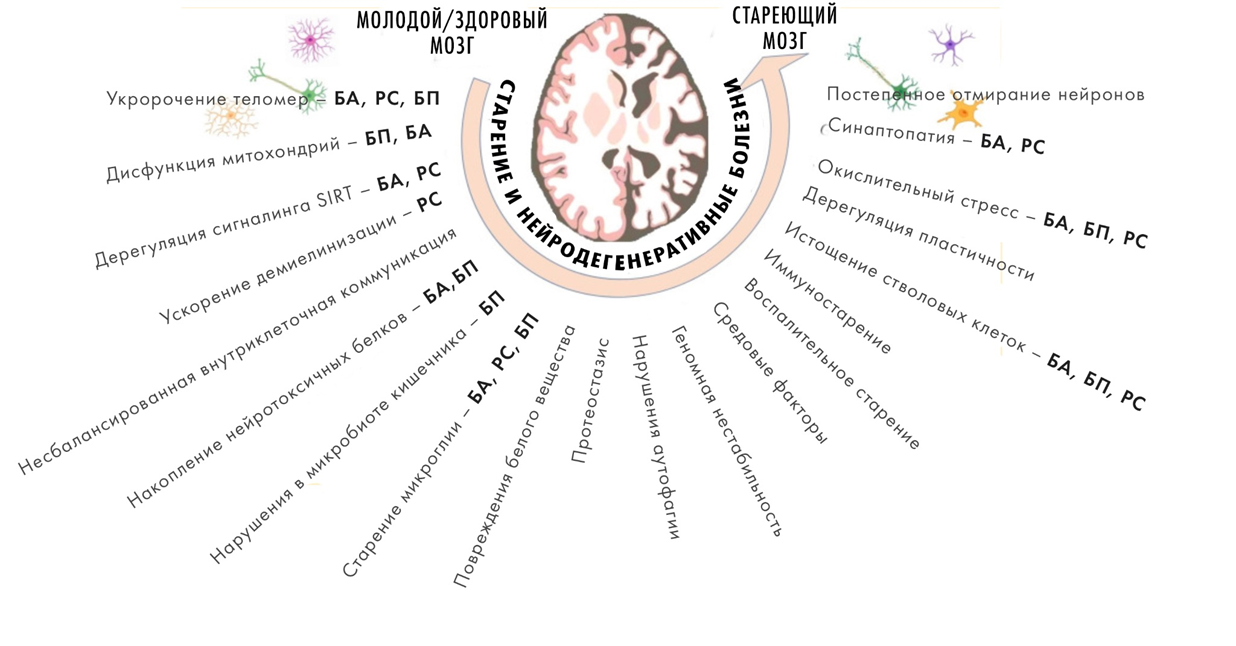 Причины старения мозга и общие механизмы старения и нейродегенераций