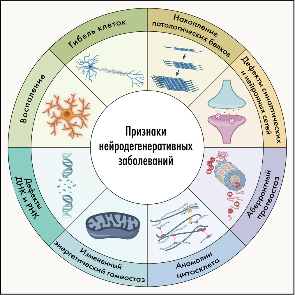 Общие механизмы нейродегенераций и их признаки